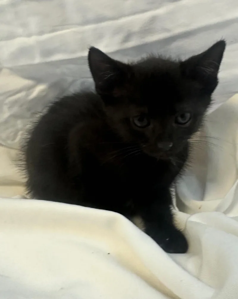 Buttercup thumbnail 3