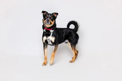 An adult large-sized male Mixed Breed dog named Frogger for adoption in Sevierville, TN