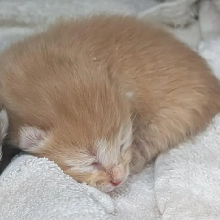 A baby small-sized male Orange / Red Domestic Short Hair cat named Peel for adoption in Shinnston, WV