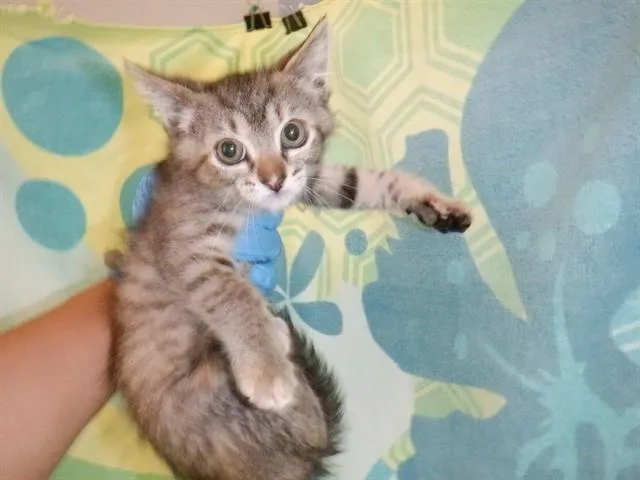A baby small-sized female Domestic Short Hair cat named Gaia for adoption in San Jose, CA