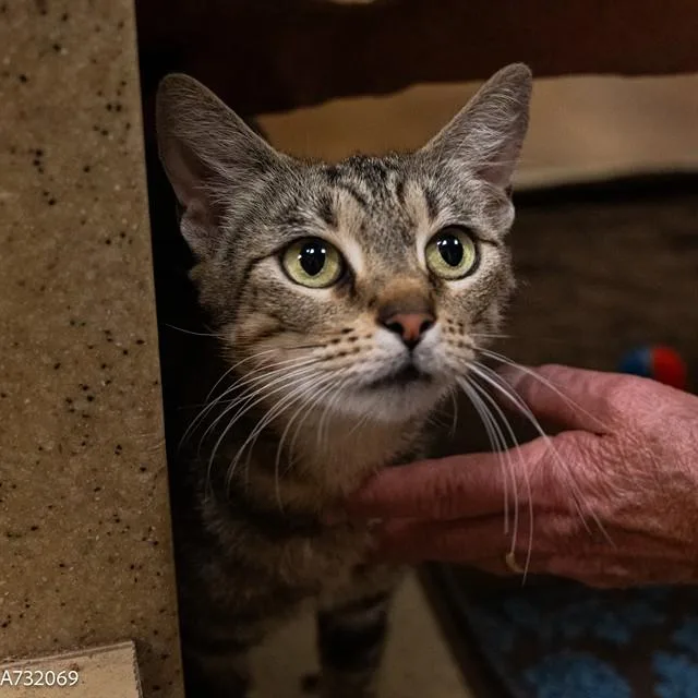 A young small-sized female Domestic Short Hair cat named Pupusa for adoption in Sacramento, CA