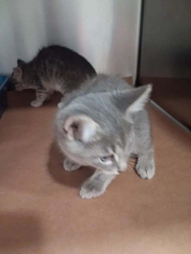 A baby small-sized male Domestic Short Hair cat named Pene for adoption in Cartersville , GA