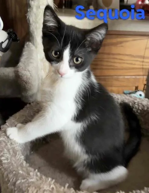 A baby small-sized male Domestic Short Hair cat named Sequoia for adoption in Sacramento, CA