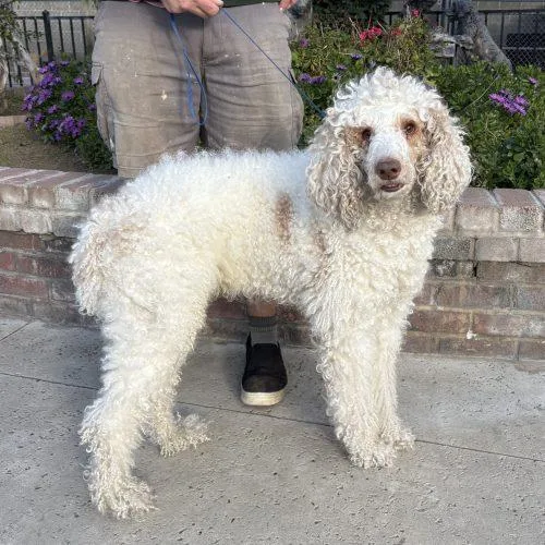 A young medium-sized male Yellow / Tan / Blond / Fawn Standard Poodle dog named Finch for adoption in Lathrop, CA