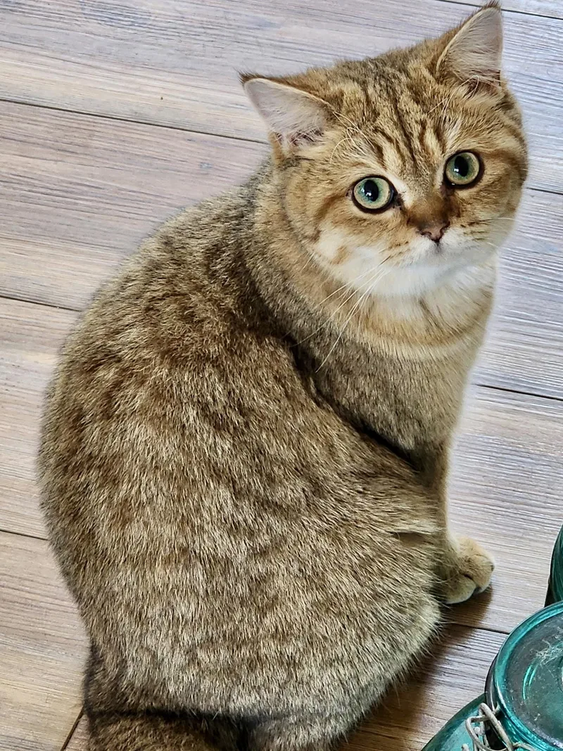 A baby medium-sized female Buff / Tan / Fawn British Shorthair cat named Gopher for adoption in Huntley, IL