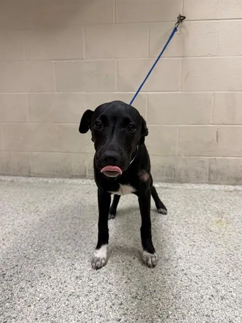 A young medium-sized female Labrador Retriever dog named Zelda for adoption in Conroe, TX