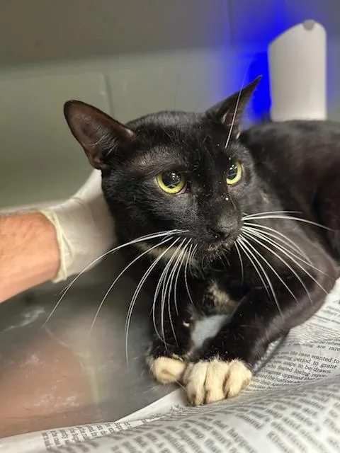 A young medium-sized male Domestic Short Hair cat named Sir Whiskerton for adoption in Jacksonville, FL