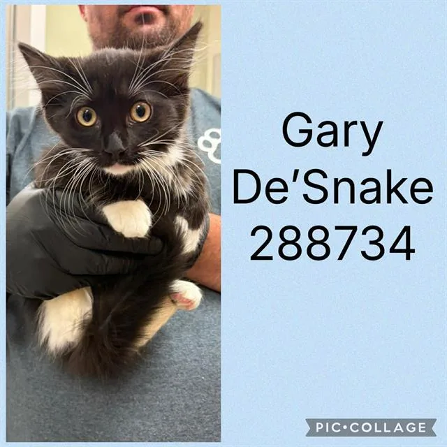 A baby small-sized male Domestic Medium Hair cat named Gary De'snake for adoption in Macon, GA