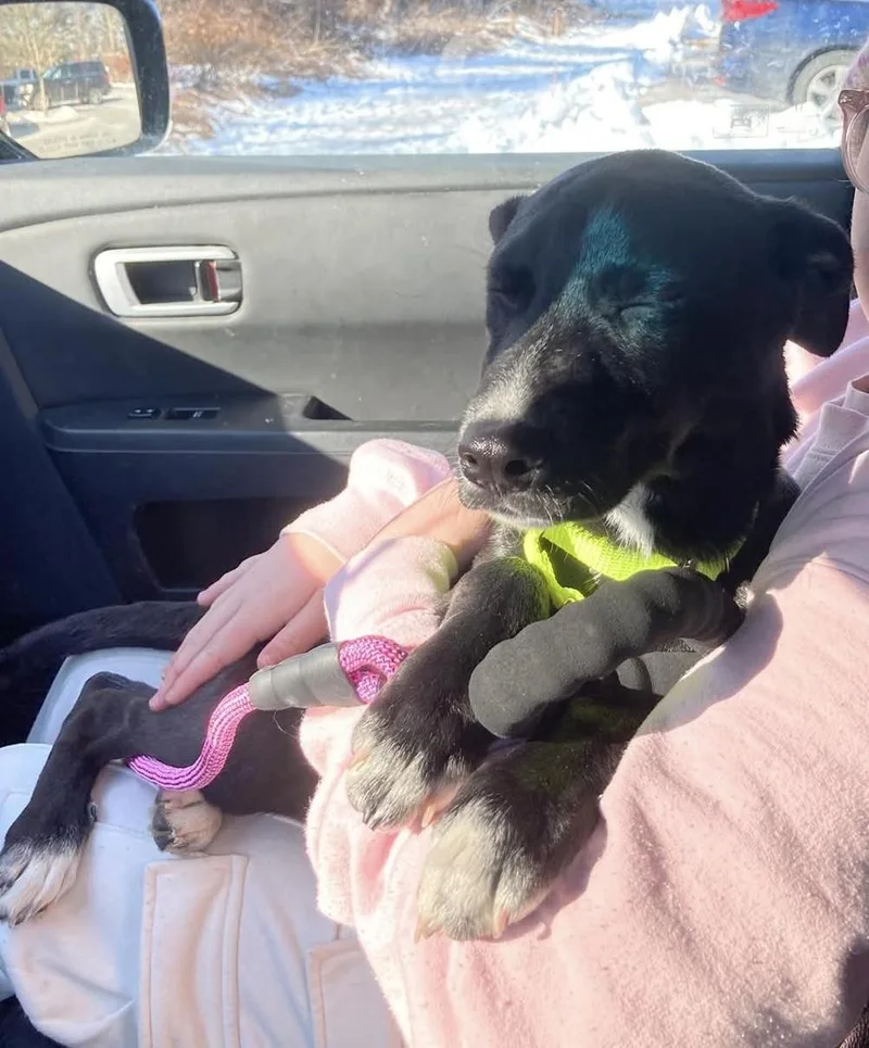 A baby medium-sized female Shepherd dog named Hayley for adoption in Pembroke, MA