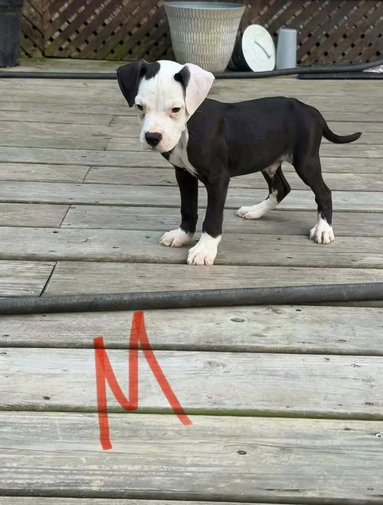 A baby large-sized male American Bulldog dog named Moose for adoption in Osgood, IN