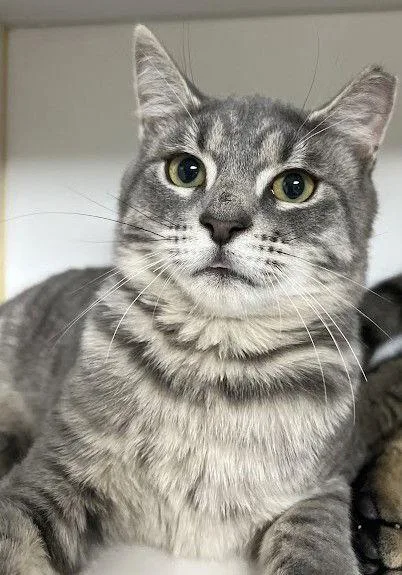 Jolene .. thumbnail 2