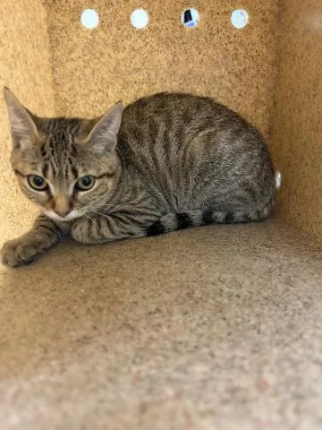 A young small-sized female Domestic Short Hair cat named Teddy for adoption in Riverside, CA