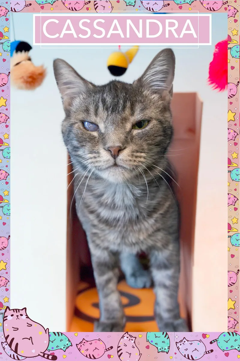 Cassandra thumbnail 3