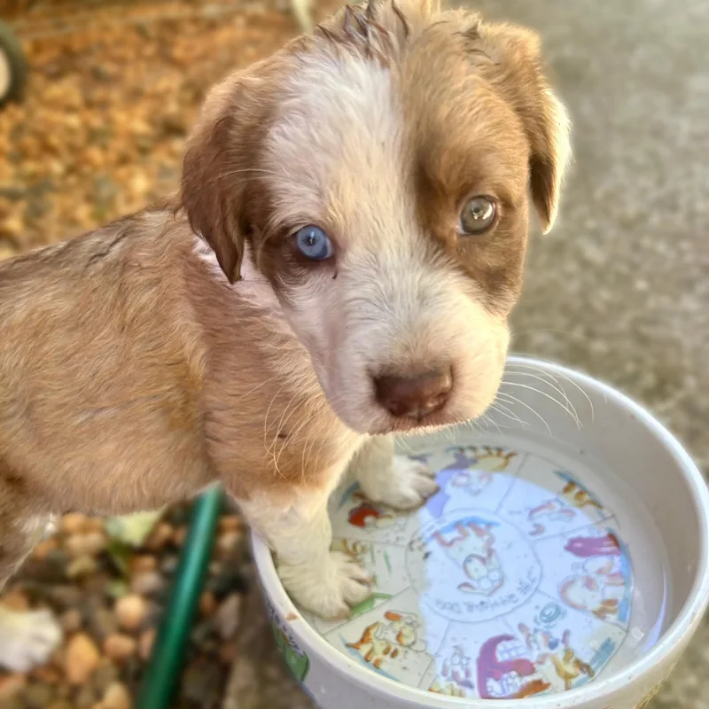 A baby medium-sized female Shepherd dog named Lilypad for adoption in Redwood City, CA