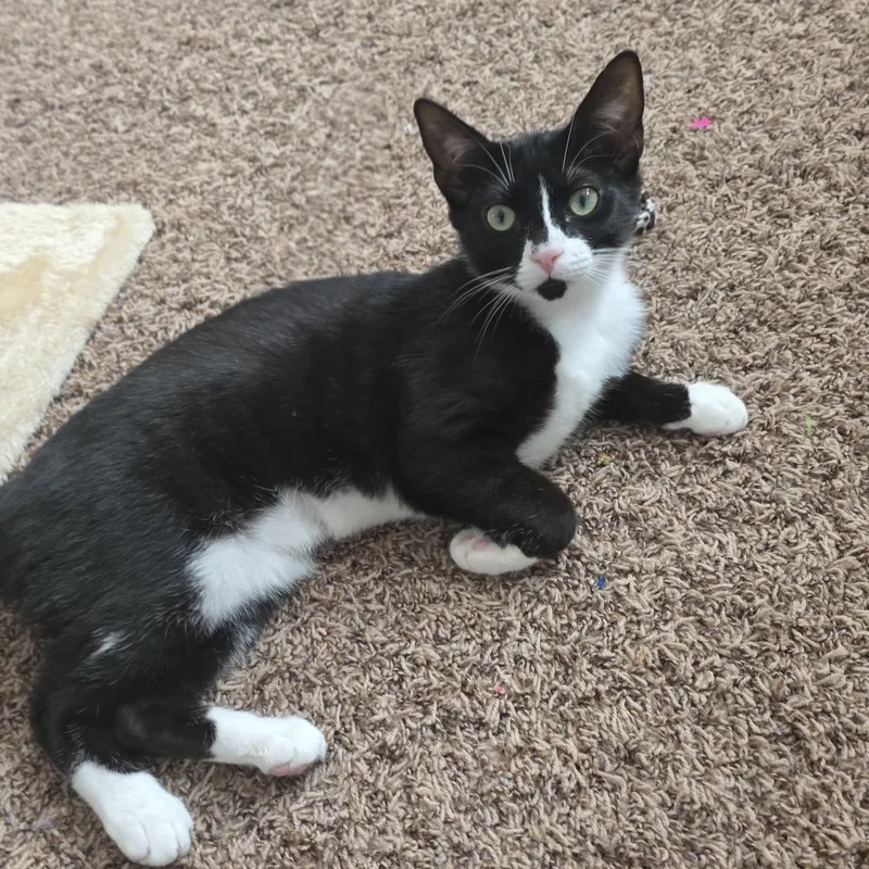 A young medium-sized female Black & White / Tuxedo Domestic Short Hair cat named Marbles for adoption in Buffalo, NY