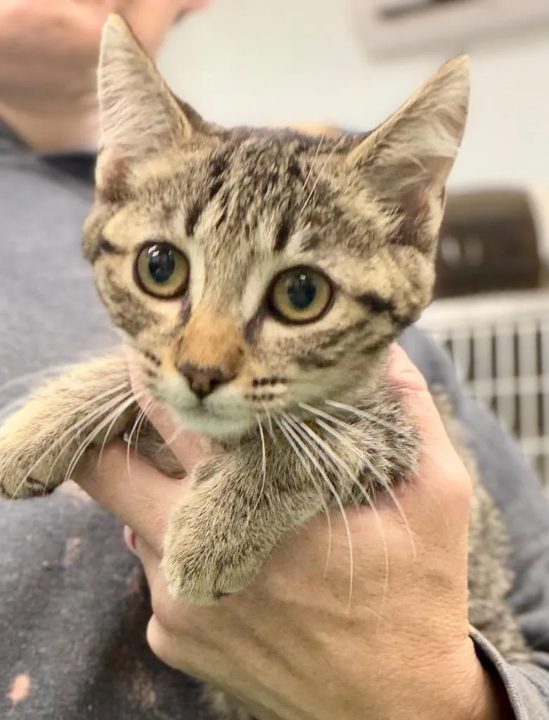 A baby medium-sized female Domestic Short Hair cat named Dory for adoption in Danielsville, GA
