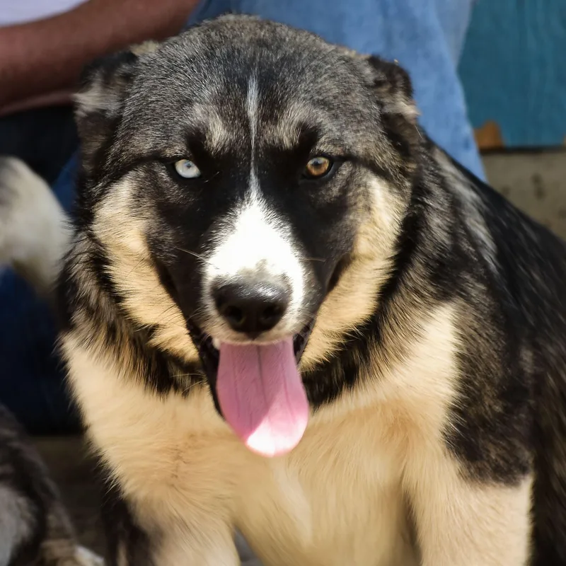 A baby large-sized female Tricolor (Brown, Black, & White) Husky dog named Cali for adoption in Mayer, AZ