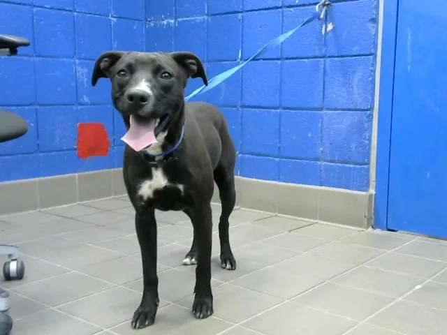 A young medium-sized female Pit Bull Terrier dog named Chispa for adoption in Albuquerque, NM
