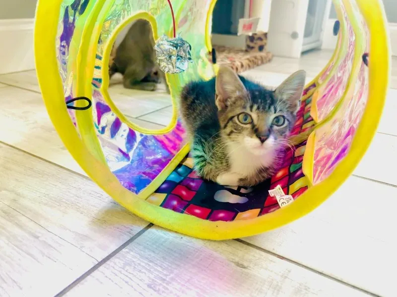 A baby small-sized female Domestic Short Hair cat named Mustang Sally for adoption in Orlando, FL