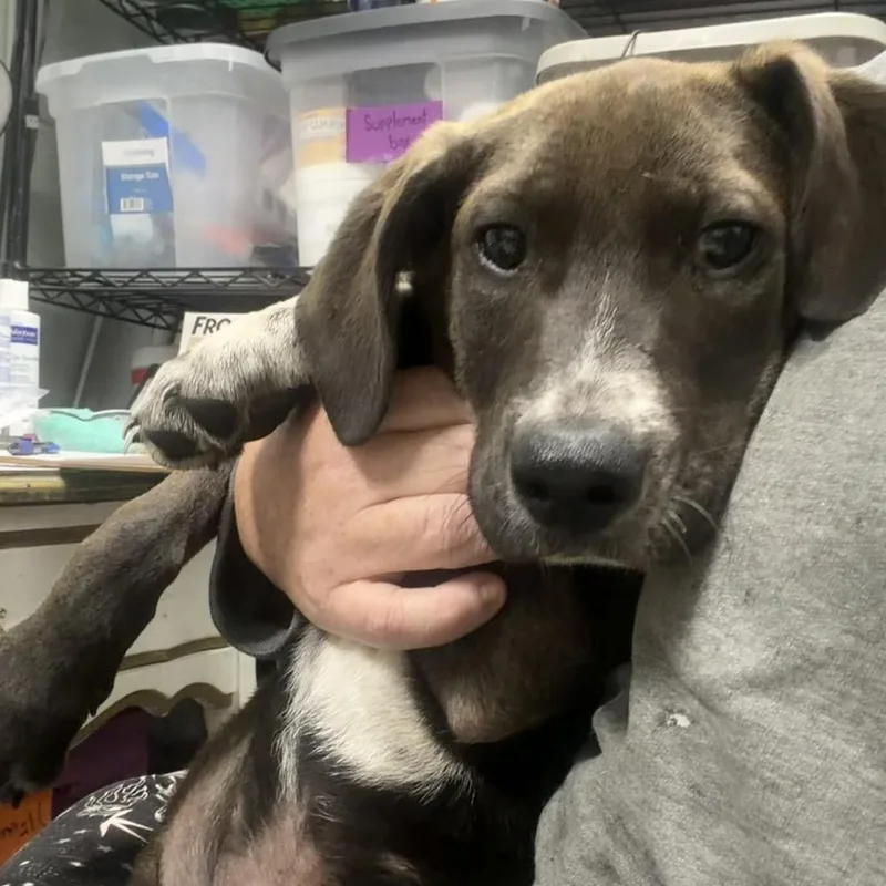 A young small-sized male Brown / Chocolate Mixed Breed dog named Winton for adoption in Monroeville, AL