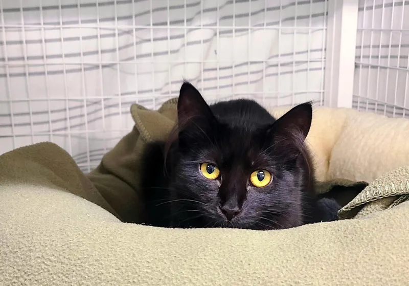A baby medium-sized female Black Domestic Short Hair cat named Audrey for adoption in Kirkland, WA