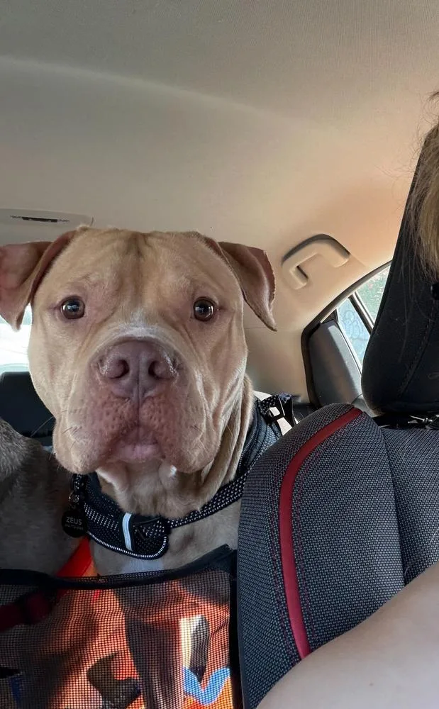 A young large-sized male Brown / Chocolate Mixed Breed dog named Theo for adoption in New York, NY