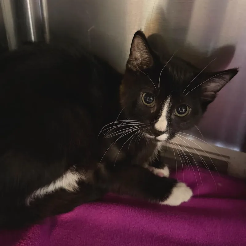 A baby small-sized female Black Domestic Short Hair cat named Cafe Bustelo The for adoption in Belleville, IL