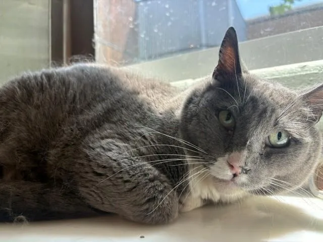 An adult medium-sized male Domestic Short Hair cat named Sheldon for adoption in Brighton, CO