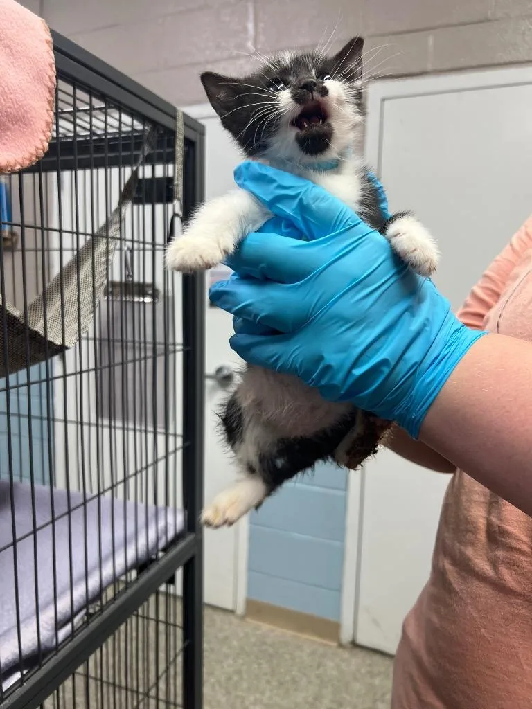 A baby small-sized female Domestic Short Hair cat named Lila for adoption in Blountville, TN