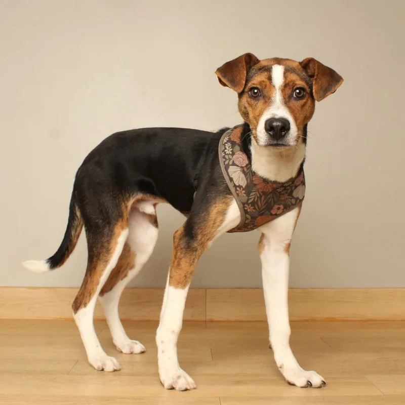 A young medium-sized male Beagle dog named Peabody D for adoption in Minnetonka, MN