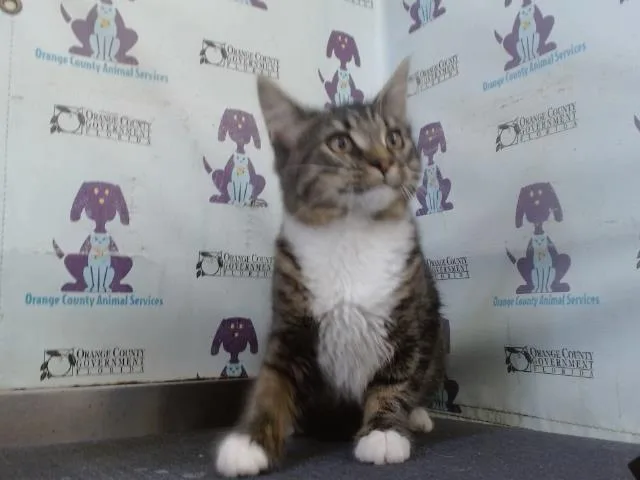 A baby small-sized male Domestic Short Hair cat named A for adoption in Orlando, FL