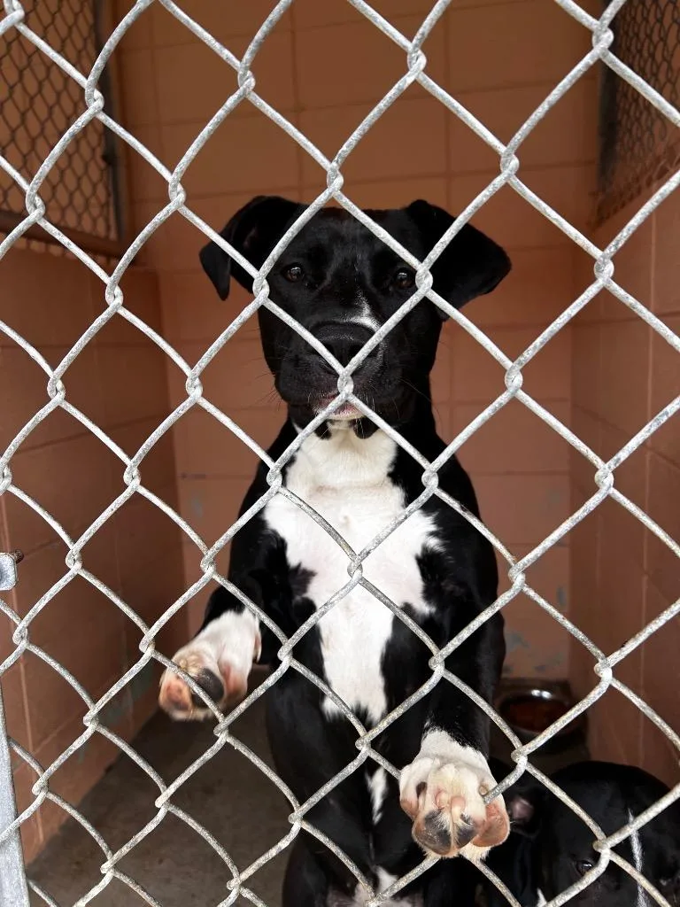 A young medium-sized female Pit Bull Terrier dog named Jess for adoption in Gautier, MS