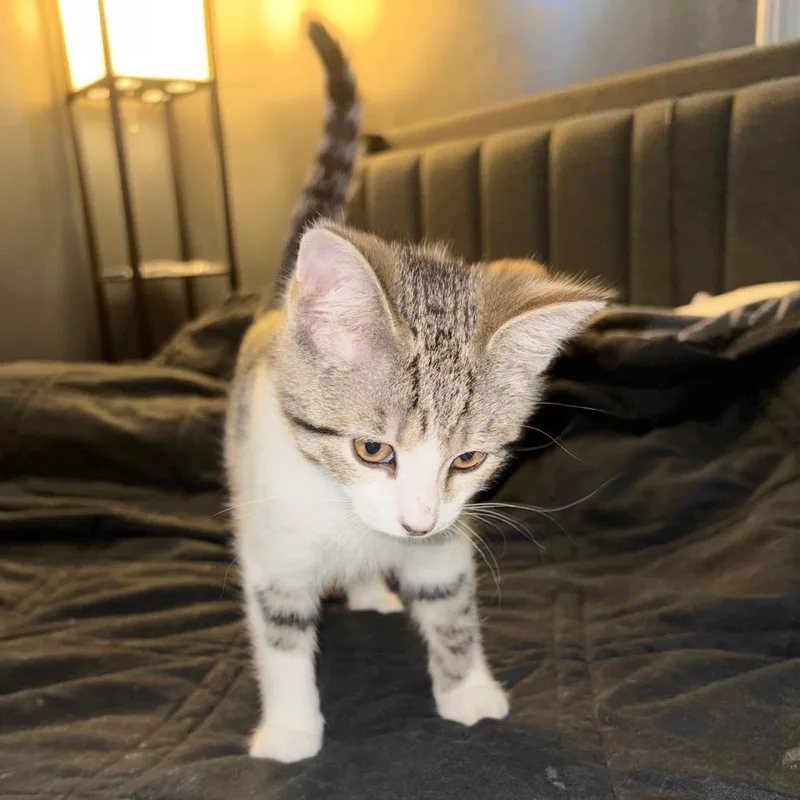 A baby small-sized female Brown / Chocolate Domestic Short Hair cat named Pancake for adoption in Medina, OH