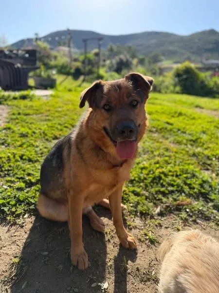 Scout And Finch thumbnail 2