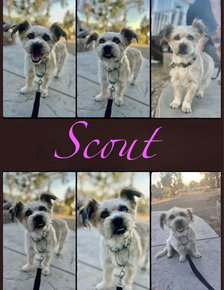 Scout And Finch thumbnail 3