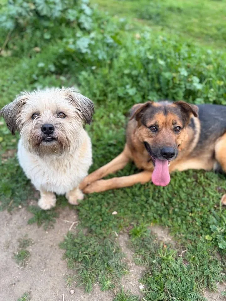 Scout And Finch thumbnail 4