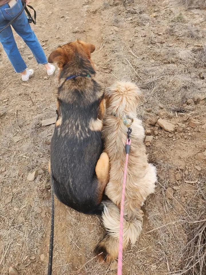 Scout And Finch thumbnail 5