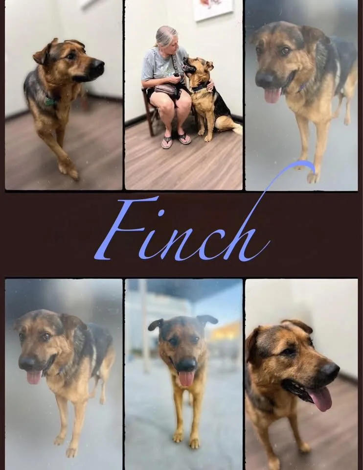 Scout And Finch thumbnail 6