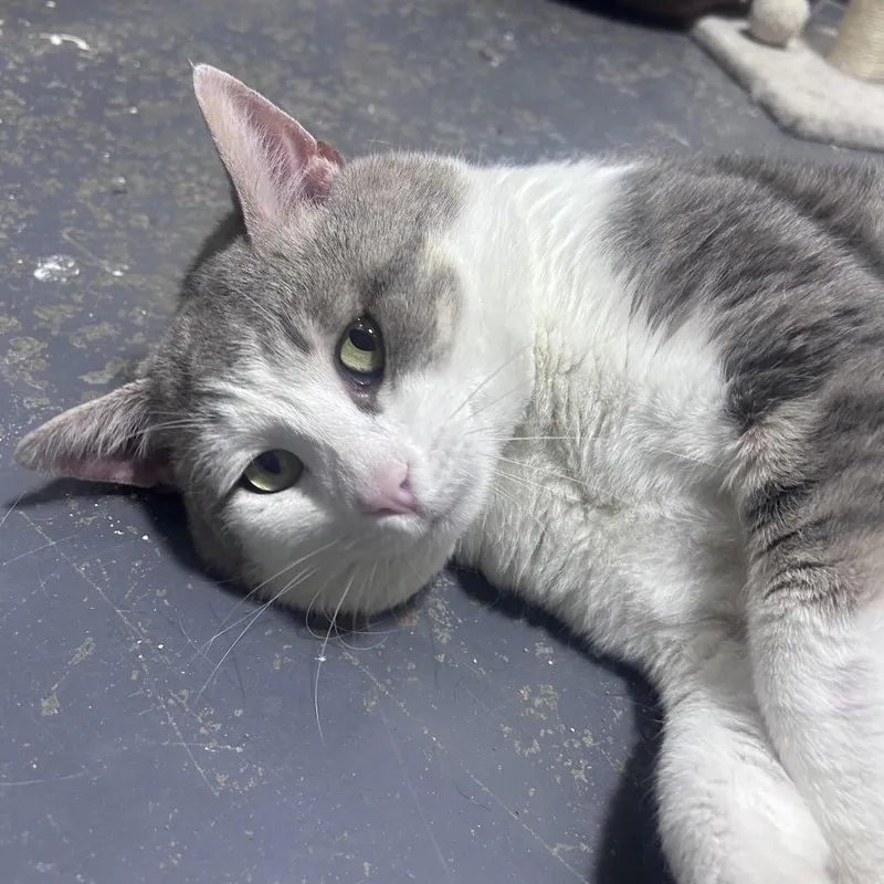 An adult small-sized male Gray / Blue / Silver Domestic Short Hair cat named Buddy for adoption in Mocksville, NC