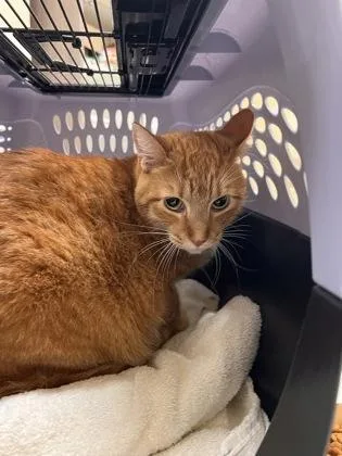 A baby small-sized male Domestic Short Hair cat named Rufio for adoption in Honolulu, HI