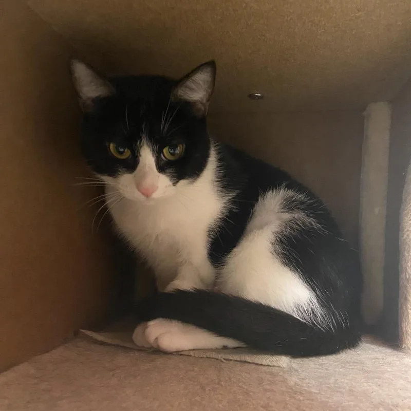 An adult medium-sized female White Domestic Short Hair cat named Pumpkin for adoption in Monroe, LA