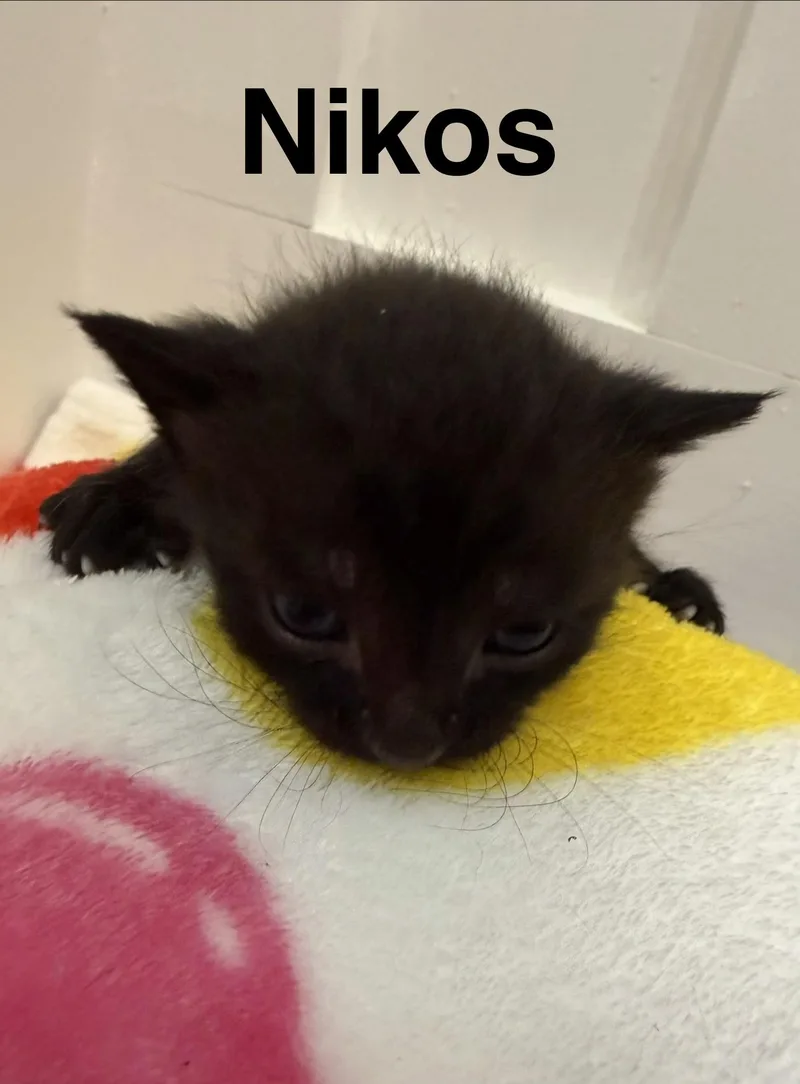 A baby medium-sized male Black Domestic Short Hair cat named Nikos for adoption in North Haledon, NJ