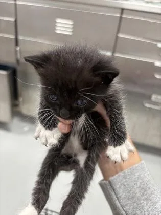 A baby small-sized male Domestic Short Hair cat named Yapper for adoption in Cumming, GA