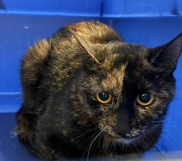A young medium-sized female Domestic Short Hair cat named Keanu for adoption in Ridgewood, NY
