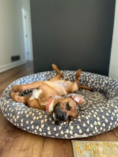 Shyann Paws thumbnail 2