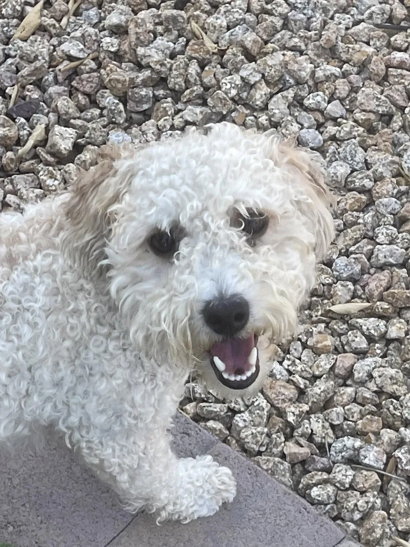 An adult small-sized male Poodle dog named Lucky for adoption in Glendale, AZ
