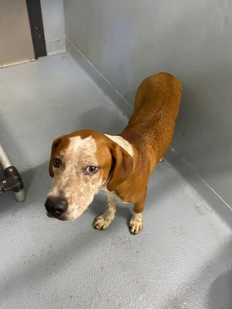 A baby large-sized male Mixed Breed dog named Hammond for adoption in Cartersville , GA