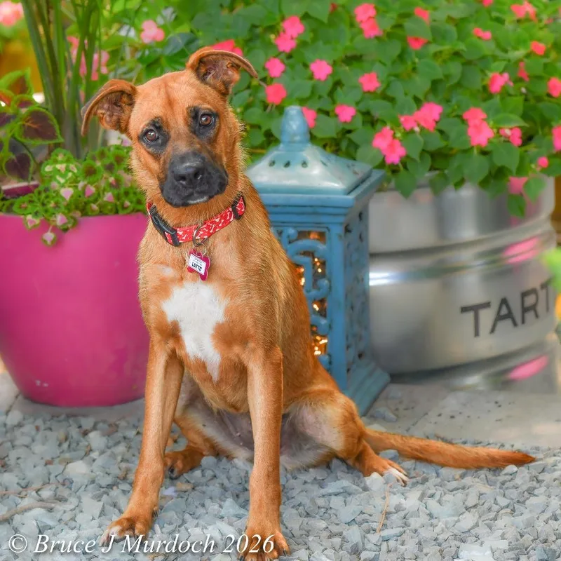 A young medium-sized female Brown / Chocolate Boxer dog named Latte for adoption in Wake Forest, NC