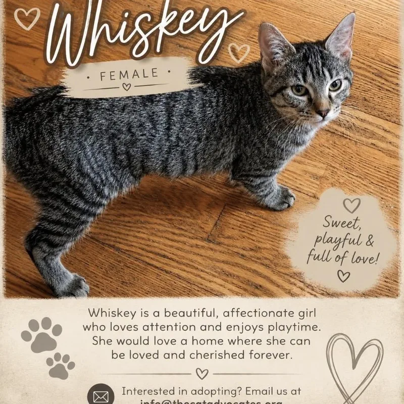 A baby medium-sized female Tabby (Gray / Blue / Silver) Tabby cat named Whiskey for adoption in Denver, NC