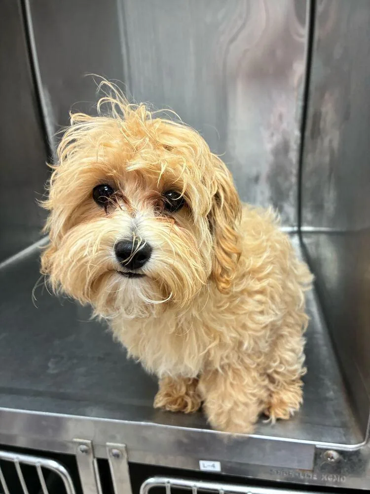 A baby medium-sized female Brown / Chocolate Maltese dog named Stacy for adoption in Marietta, GA